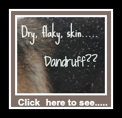 Dogs with dandruff