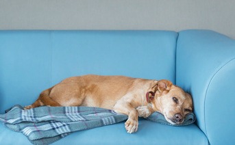 Dog left alone laying on couch.