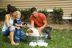 Bathing a dog in medicated shampoo helps with allergies in dogs.