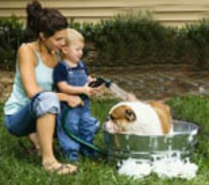 Bulldog having a bath in colloidal oatmeal shampoo to treat dog allergies.