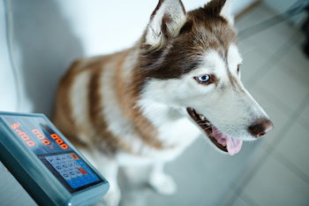 Husky Dog Being Weighed on a Scale