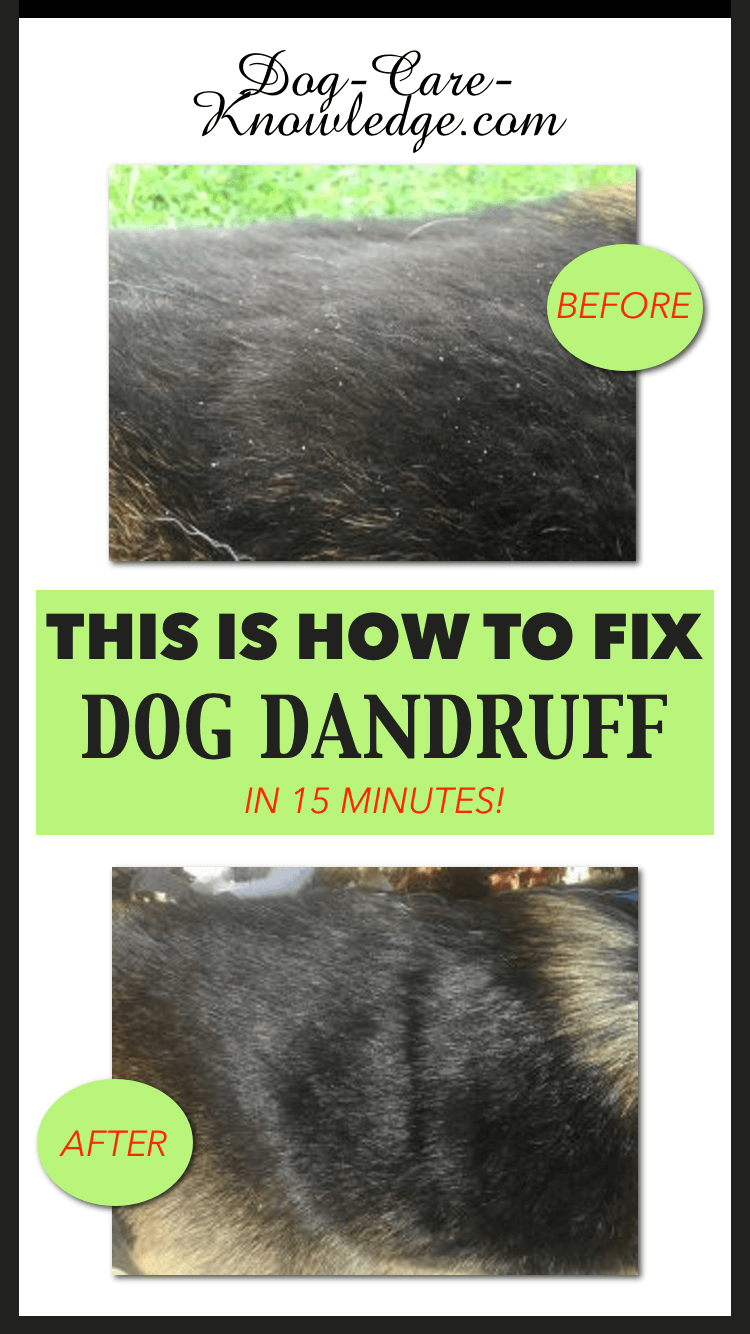 home remedies for dog dandruff