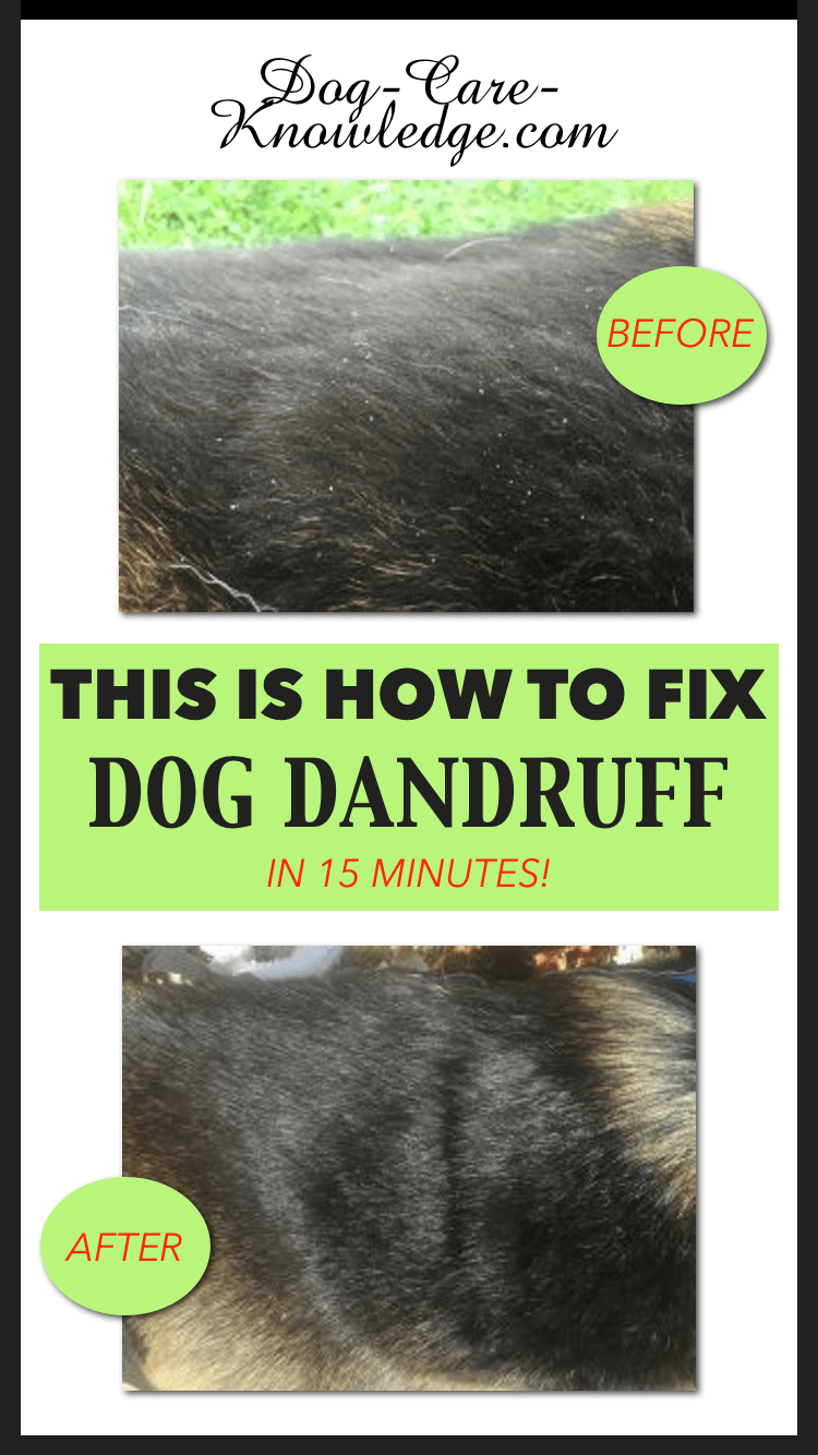 Dog Dandruff This Is How To Fix It In 15 Minutes dog-dandruff-this-is-how-to-fix-it-in-15-minutes