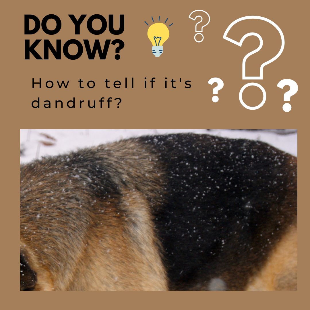 what does dandruff look like on dogs