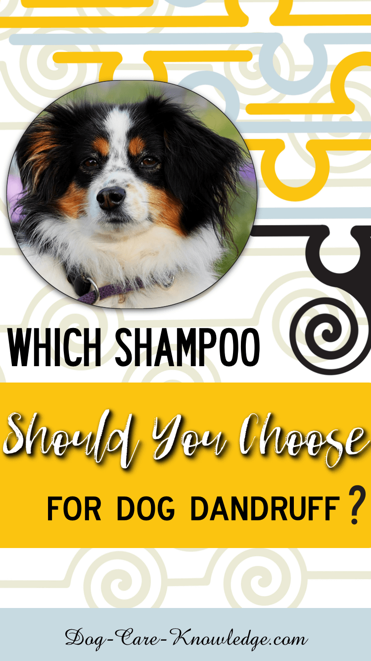 what does dandruff look like on dogs