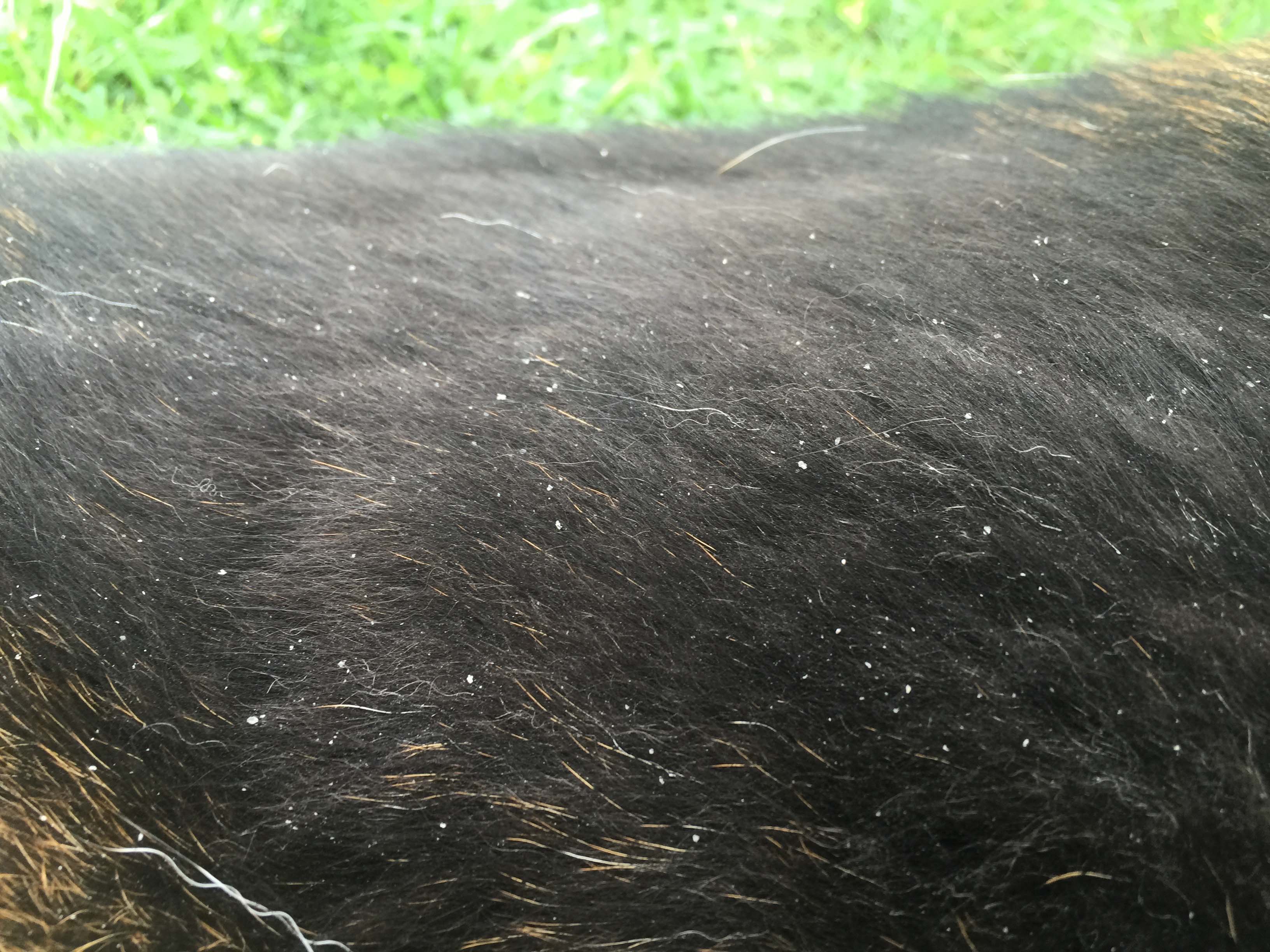 Dog Dandruff. Treatment That Works in 1 Day