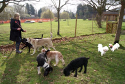 Doggie daycare is a great dog business that is very popular.