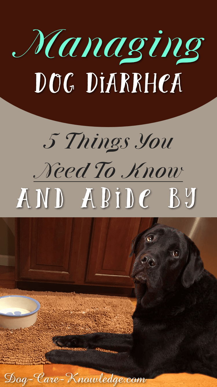 what stops dogs diarrhea