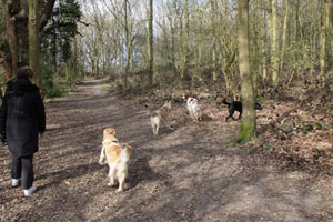 Start a dog walking business if your passion is your dog!