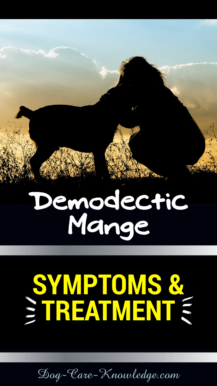 Demodectic Mange Symptoms and Treatment