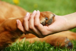 dog paw care tips.