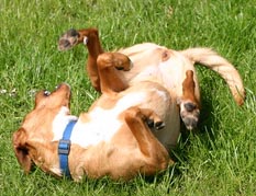dog rolling on grass.