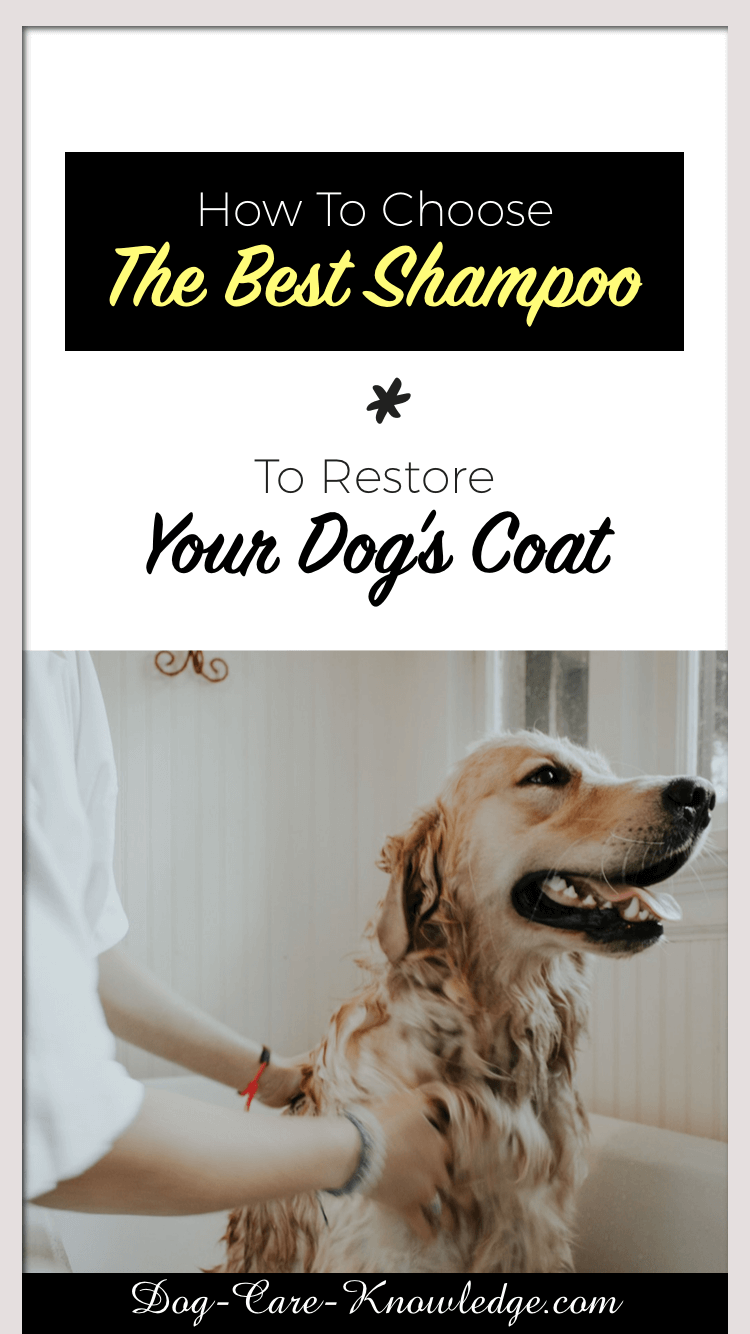 Best shampoo online for your dog