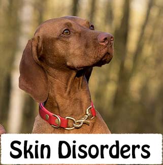 Dog Skin Disorders