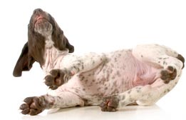 Dogs skin infection.