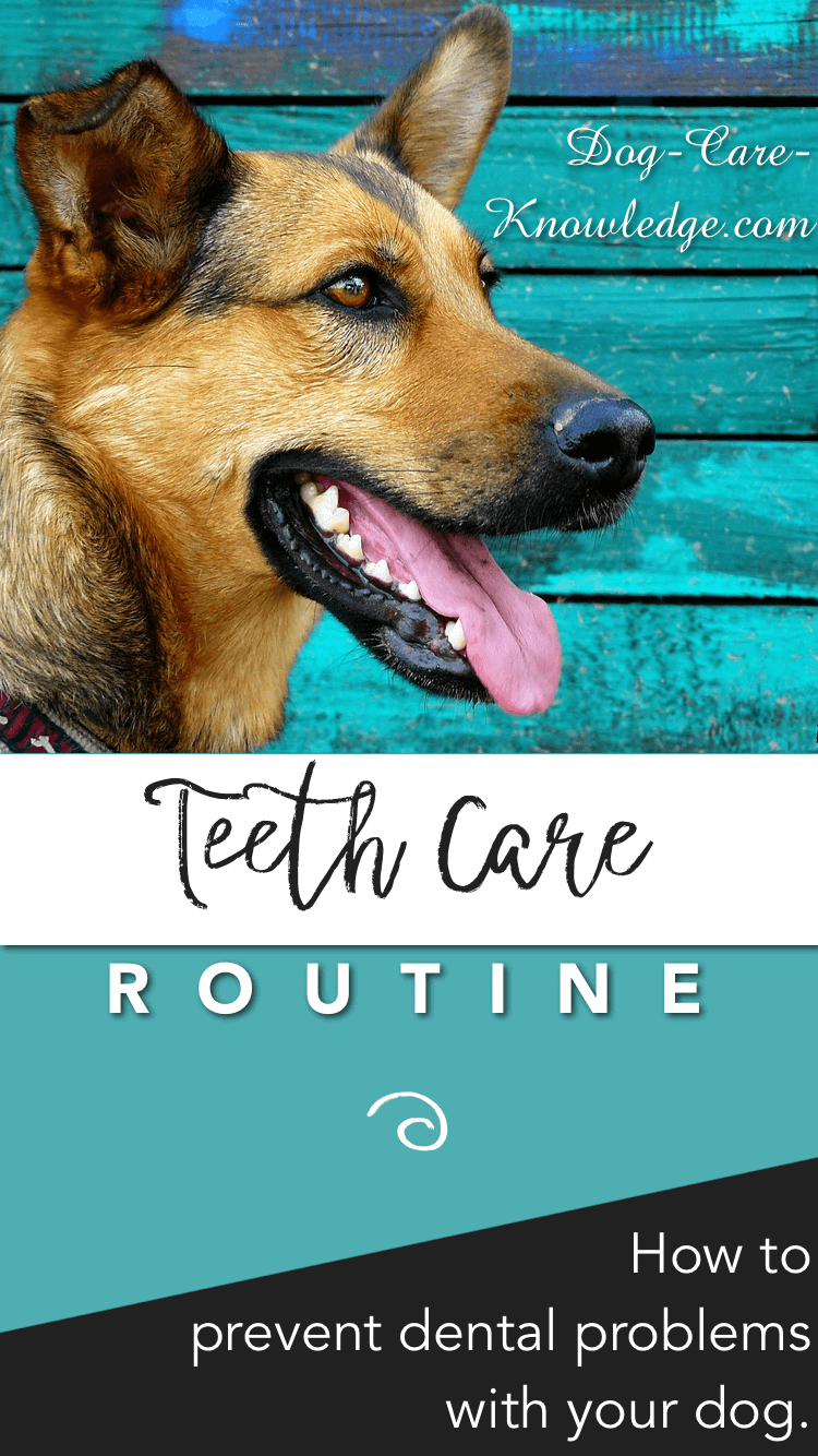 how do you take care of a small dogs teeth