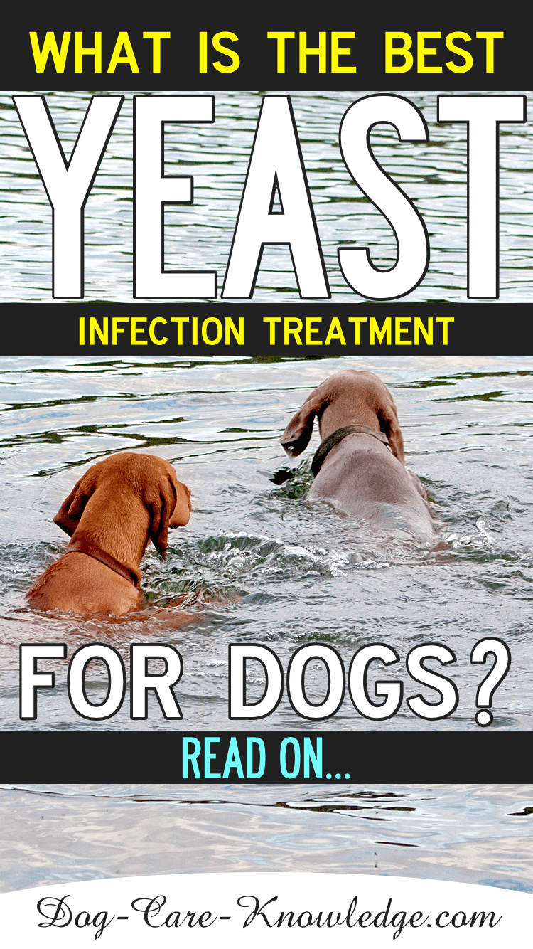 is there a home remedy for dog ear yeast infection