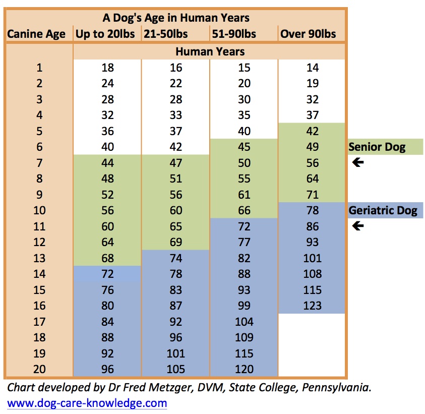 Medium Dog Age Chart