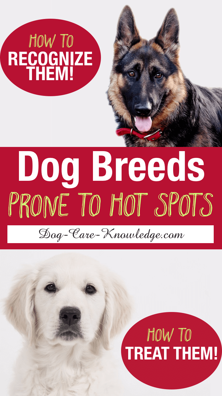 hot spot on dog paw treatment