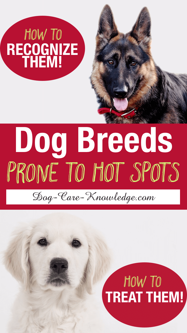 hot spot on dog paw home remedy