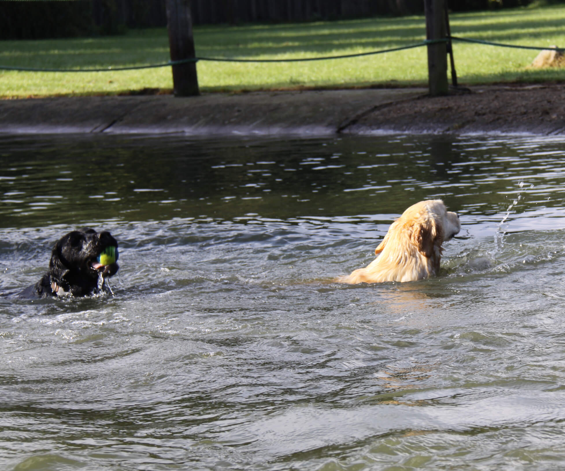 How To Dry Dogs Ears After Swimming How To Dry Dogs Ears After Swimming