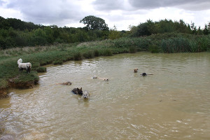 Dogs swimming in a lake.