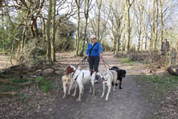 A dog walker usually handles multiple dogs at once.