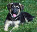 Puppy Care and advice for new owners.