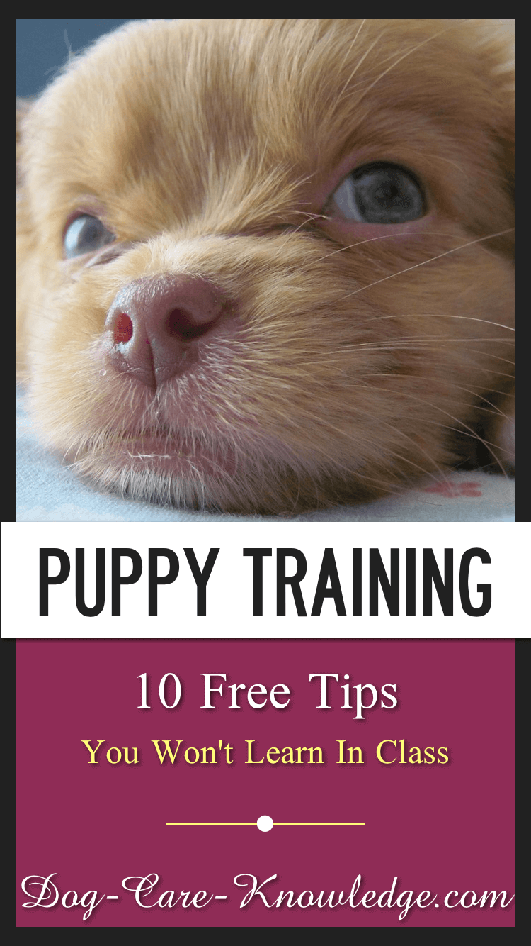 Free puppy training tips for teaching your puppy to potty in the right place, stop biting, leash walking and bonus tips you might not have heard of.