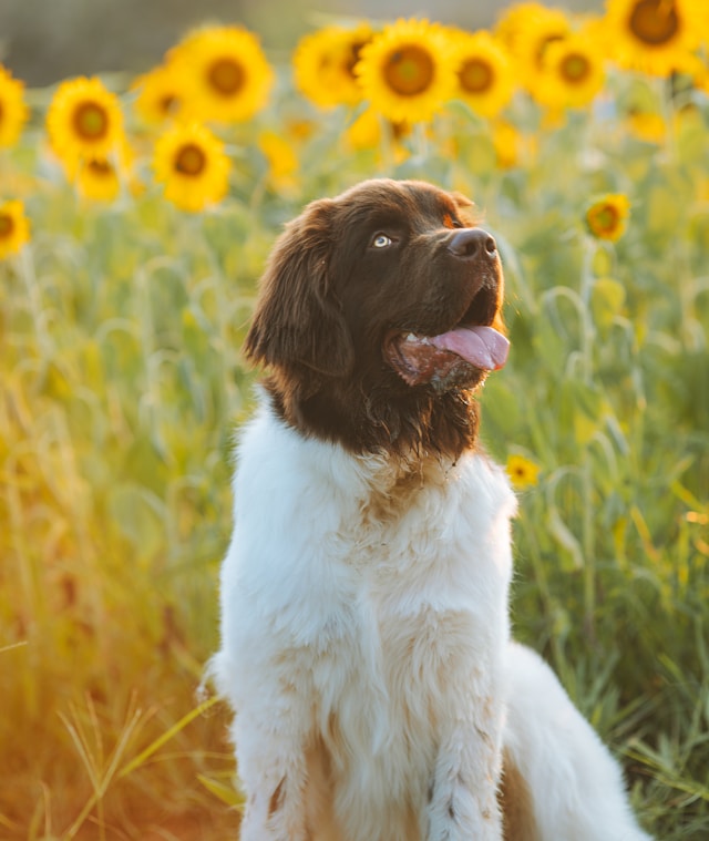 Giant breed puppy sitting in a field of sunflowers Giant Breed Dog