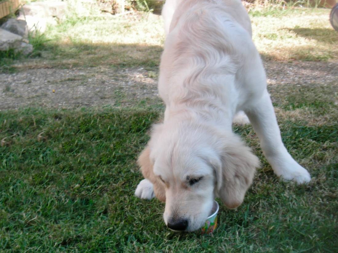 Golden Retriever Puppy eating from a small bowl. Golden Retriever Puppy Eating