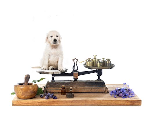 Golden Retriever Puppy Sitting on Scales