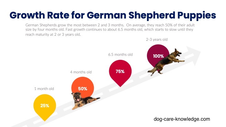 how much should a 4 month old german shepherd weight