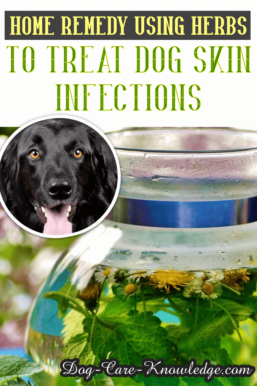 home remedy antibiotics for dogs