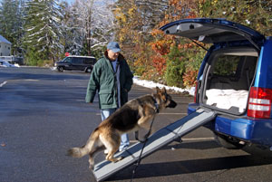 GSD using a ramp to get into a car.