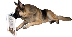 Basic Dog Care Advice.