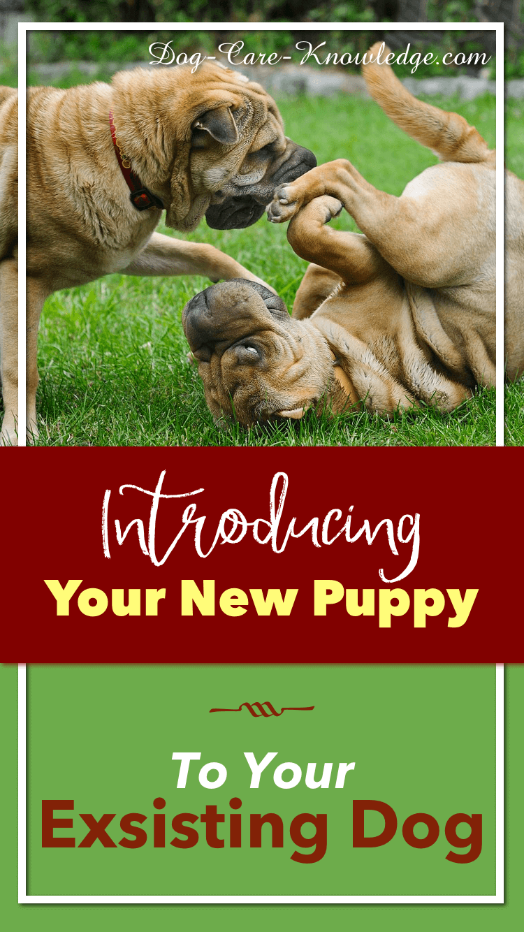 Introducing a New Puppy And Avoid Problems