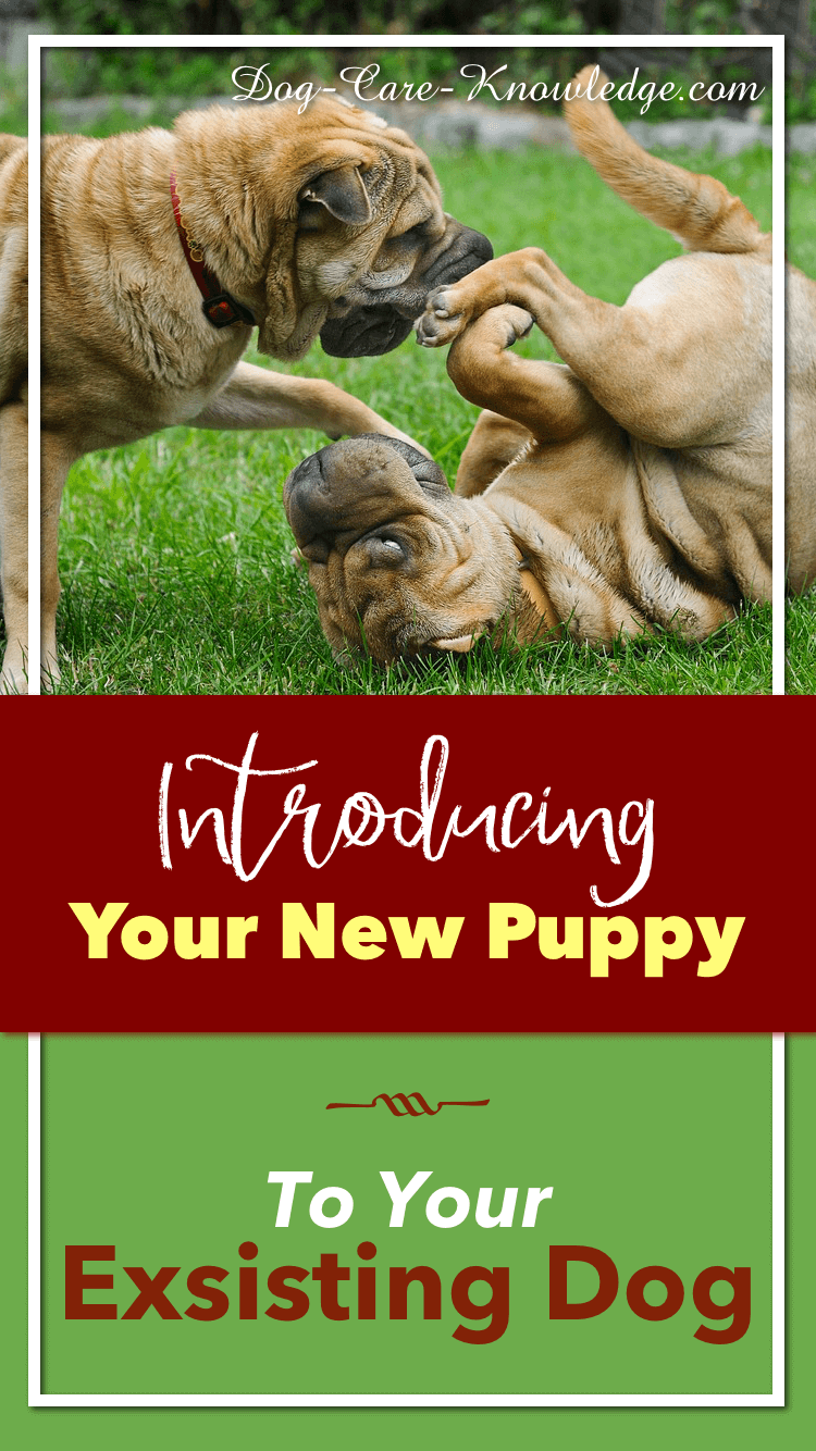 introducing a new puppy to your current dog