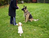 Introducing a puppy to your existing dog.