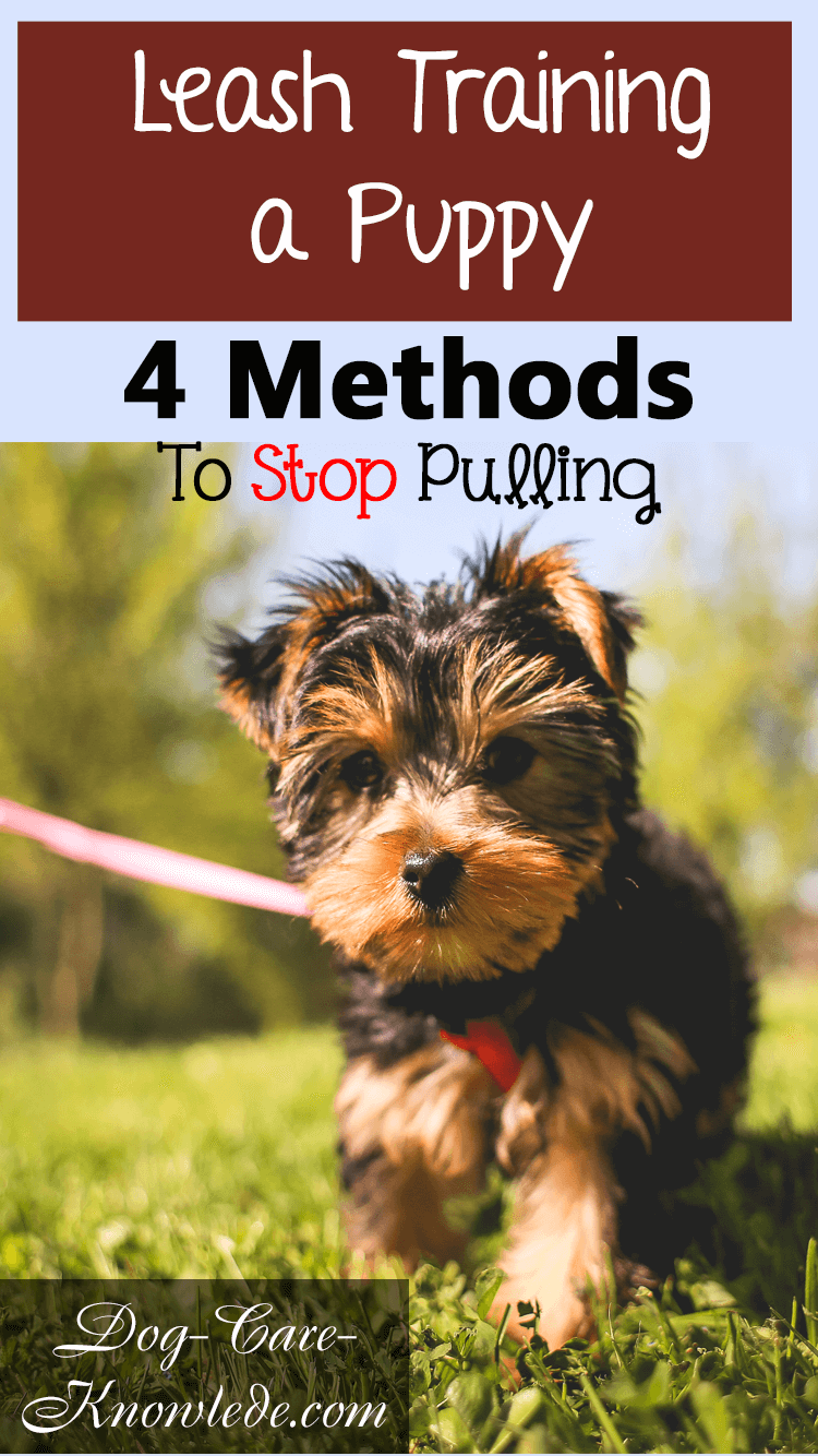 Leash Training A Puppy 4 Easy Ways That Will Make Pulling