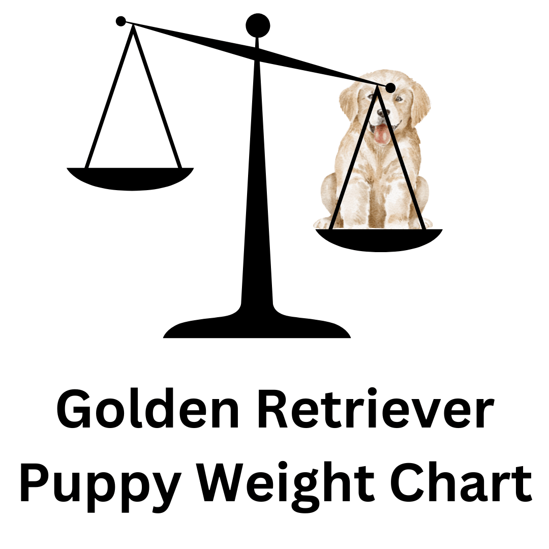Puppy Golden Retriever Sitting in Weighing Scales