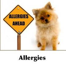 Canine allergies