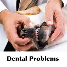 Vet examining a dog's teeth