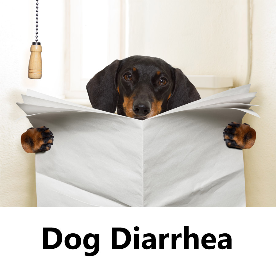 Pup suffering from dog diarrhea reading a paper.