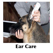Dog ear care Dog ear care