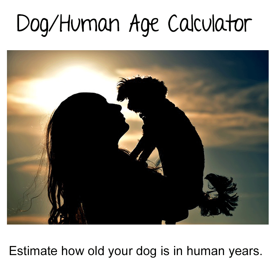 Dog to Human Age Calculator