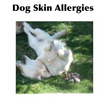 Dog with skin allergies