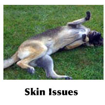 GSD rolling on grass