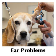 Vet examining dog's ear