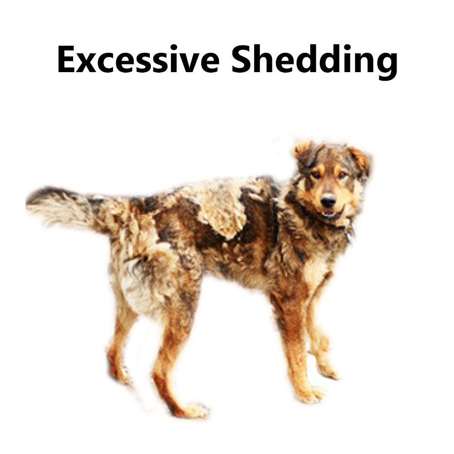 excessive shedding in dogs skin conditions you need to how to cure and treat them excessive shedding in dogs skin conditions you need to how to cure and treat them